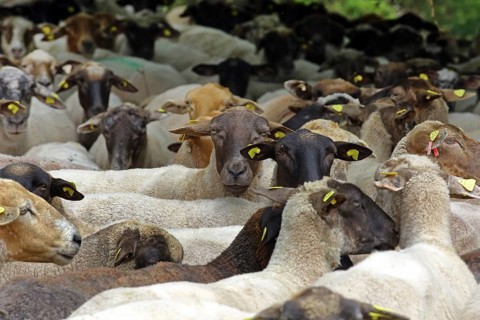 Flock of sheep