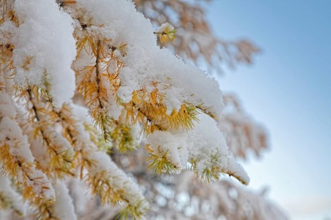 Landscape in mountain Altai - the first snow in the autumn. Snow covered yellow larch trees