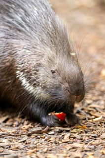Old World porcupines (Hystrix cristata), Germany, Europe