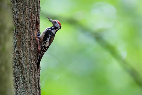 Middle spotted woodpecker (Leiopicus medius), female with insects in her beak at the breeding den,