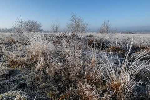Moorland landscape in hoarfrost, Emsland, Lower Saxony, Germany, Europe