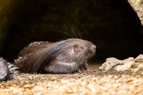 Old World porcupines (Hystrix cristata), Germany, Europe