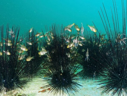 A group of bannerfin cardinalfish (Ostorhinchus hoevenii) swimming between the long spines of