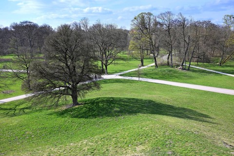 Tree casts shadow on a meadow, view from the Monopteros, English Garden, Munich, Bavaria, Germany,