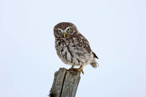 Pygmy Owl (Glaucidium passerinum), adult, in the snow, in winter, perch, alert, Bohemian Forest,