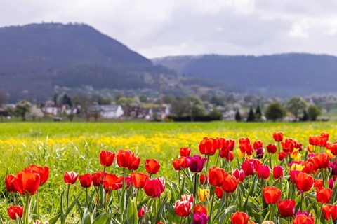Tulip field for self-picking near Nabern on the Albtrauf of the Swabian Alb. Kirchheim unter Teck,