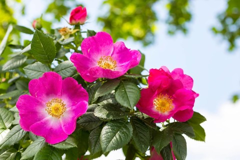 Dog rose (Rosa canina) in bloom