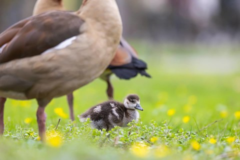 Chicks of the Nile Goose (Alopochen aegyptiaca) freshly hatched, park in spring with spring flowers
