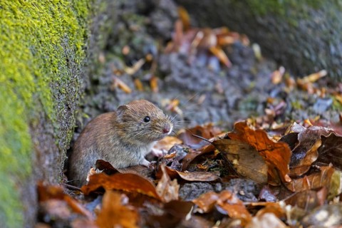 Bank vole (Clethrionomys glareolus) foraging on the forest floor