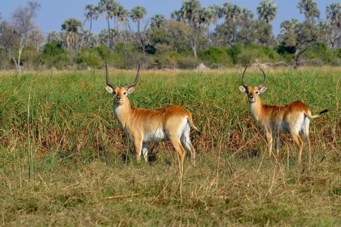 Red Lechwe (Kobus leche leche), Gomoti Plains, Okavango Delta, Botswana, Africa