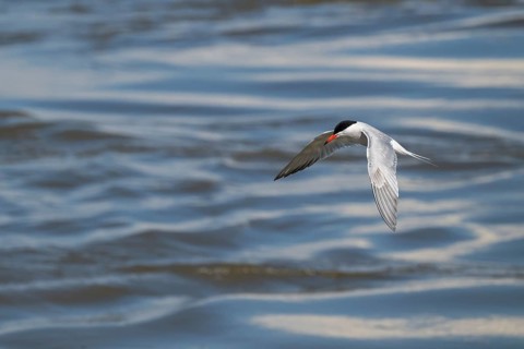 Arctic Arctic Tern (Sterna paradisea) in flight, Wadden Sea, North Frisia, Schleswig-Holstein,