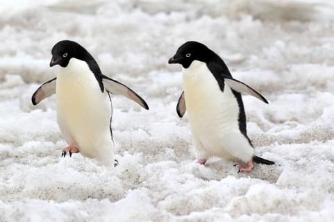 Adelie Penguin (Pygoscelis adeliae), adult couple walking in snow, Antarctica, Devil Island,