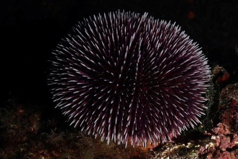 Sea urchin with dark texture, Sphaerechinus granularis (Sphaerechinus granularis), in mysterious