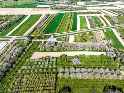 Spring near Sasbach in the Achertal in the Ortenau district. Orchards in bloom.Sasbach,