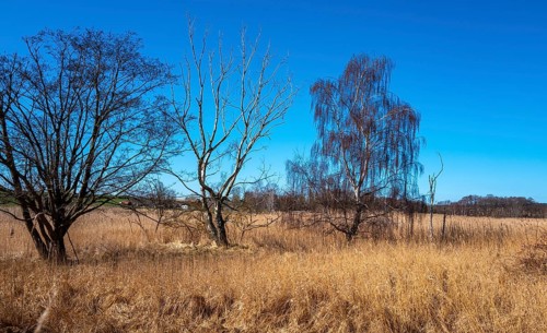 Landscape at Lake Neuensien on the island of Rügen, Mecklenburg-Western Pomerania, Germany, Europe