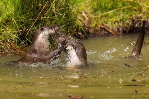 Two otters are engrossed in active play in the water, European otter (Lutra lutra), Germany, Europe