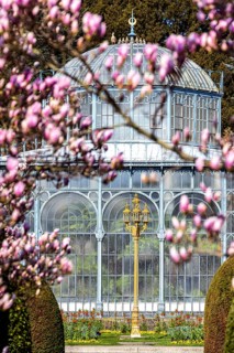 Tree blossom in spring. Magnolias (Magnolia) in bloom at the Wilhelma Zoological-Botanical Garden