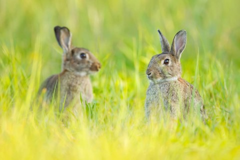 Wildkaninchen, Oryctolagus cuniculus European Rabbit, Oryctolagus cuniculus