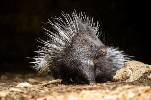 Old World porcupines (Hystrix cristata), youngster, Germany, Europe