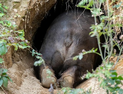 Brown bear (Ursus arctos) crawls into its den, rump and paws visible, Germany, Europe