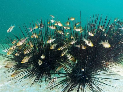A group of small fish seeks shelter between the spines of large sea urchins, dive site Secret Bay,
