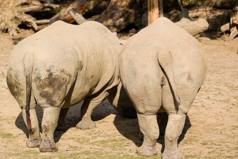Two butts of white rhinoceros (Ceratotherium simum) in bright sunlight