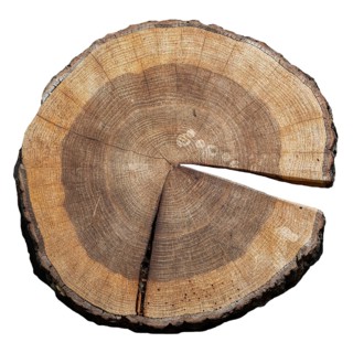 Cross section of pedunculate oak, English oak tree (Quercus robur) showing pattern of annual rings,