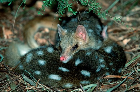 Eastern (Dasyurus viverrinus) Quolls, pair, resting, South Australia, Tuepfelbeutelmarder, Paar,
