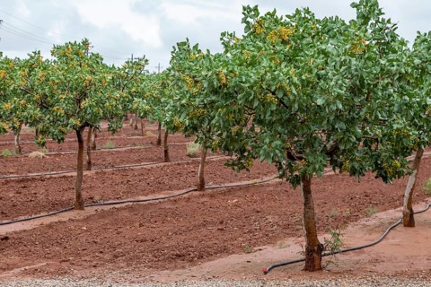 Alamogordo, New Mexico, Pistachios growing at McGinn's Pistachio Tree Ranch. As a desert plant,