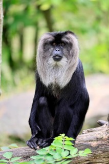 Bearded monkey (Macaca silenus), Wanderu, adult, sitting on tree trunk, alert, India, Asia