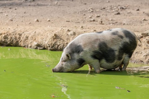 A female Vietnamese pot-bellied pig, Sus scrofa f. domestica, stands in a pond with green water and