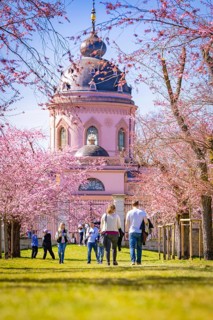 People walking through cherry blossom alley to the pink mosque on a sunny spring day, cherry