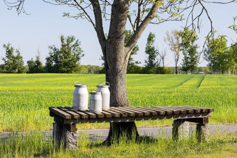 Milk ramp with 2 old aluminium milk cans on a tree, tradition, Upper Lusatia, Saxony, Germany,