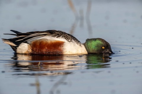 Shoveler (Spatula clypeata), Lower Saxony, Germany, Europe