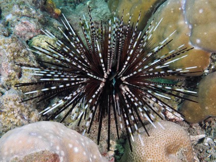 Arbacia lixula with long spines, banded sea urchin (Echinothrix calamaris), on coral reef, dive