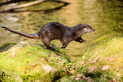 Eurasian otter (Lutra lutra) running over rocks in the bavarian forest, Bavaria, Germany, Europe