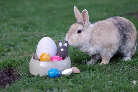 Rabbit (Oryctolagus cuniculus), Easter, Easter bunny, Easter nest, Easter egg, Garden, A rabbit