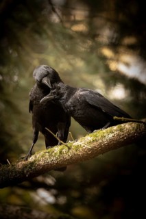 Raven crows (Corvus corone), two, sitting next to each other on a thick mossy branch, one crow