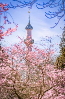 High minaret towers over blossoming cherry trees, blue sky, cherry blossom garden, Schwetzingen