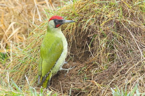 Green woodpecker (Picus viridis) male looking for ground-dwelling ants, Wildlife, Grasspecker,