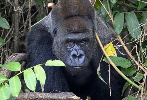 Western lowland gorilla (Gorilla gorilla gorilla), portrait, Réserve Lésio-Louna nature reserve,