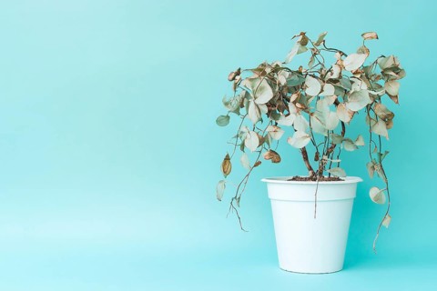 Neglected withered house plant with hanging dry leaves in white flower pot on blue background.