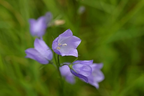Meadow bellflower (Campanula patula), blue flower, on a nutrient-poor meadow, Wilnsdorf, North