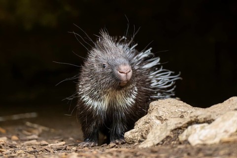 Old World porcupines (Hystrix cristata), youngster, Germany, Europe