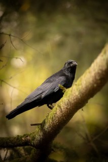 Raven crow (Corvus corone), sitting on a thick, partly mossy branch, looking to the right, in the