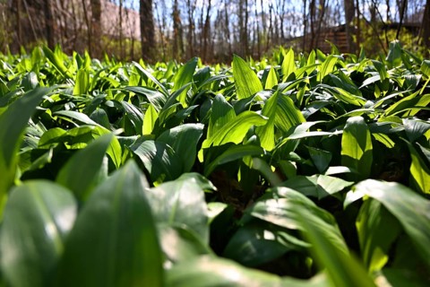 Wild garlic (Allium ursinum), English Garden, Munich, Bavaria, Germany, Europe