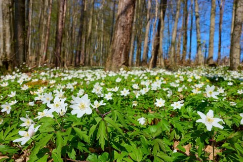 Blue Wood anemone (Anemone nemorosa), flowering anemones in the forest in sunny weather, spring