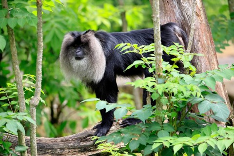Bearded monkey, Wanderu, (Macaca silenus), adult, on tree trunk, alert, India, Asia