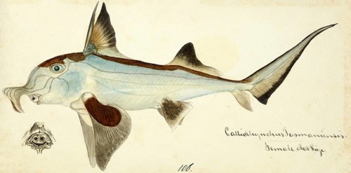Australian ghostshark, Callorhinchus milii, a species of the genus of the plough-nosed chimaeras,