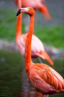 American or Caribbean Flamingo (Phoenicopterus ruber ruber), adult bird, found in the Caribbean and
